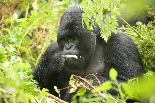 Gorila selvagem animal Ruanda África floresta tropical — Fotografia de Stock