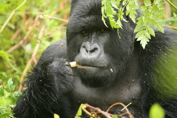 Gorila salvaje Rwanda Africa tropical Forest —  Fotos de Stock