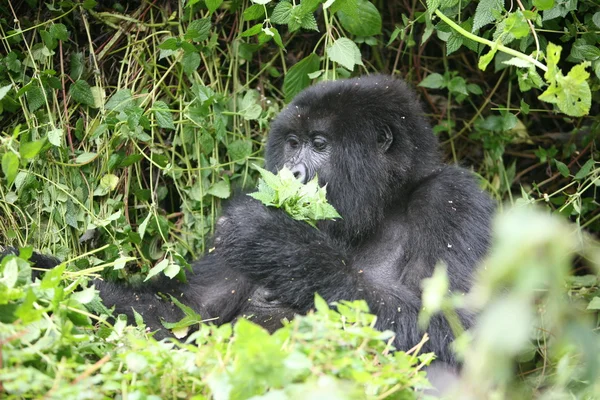 Gorila salvaje Rwanda Africa tropical Forest —  Fotos de Stock