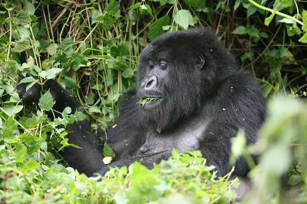 Wilder Gorilla Tier Ruanda Afrika Tropenwald — Stockfoto