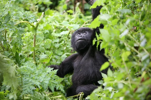 Gorila salvaje Rwanda Africa tropical Forest — Foto de Stock