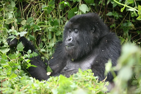 Wilder Gorilla Tier Ruanda Afrika Tropenwald — Stockfoto