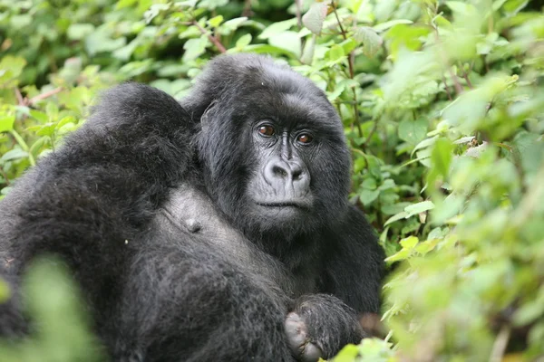 Wilder Gorilla Tier Ruanda Afrika Tropenwald — Stockfoto