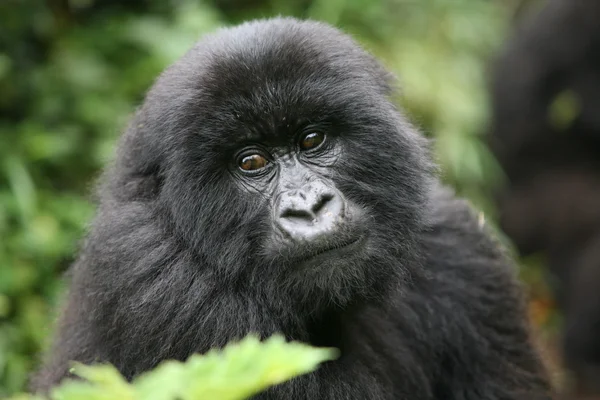 Wilder Gorilla Tier Ruanda Afrika Tropenwald — Stockfoto