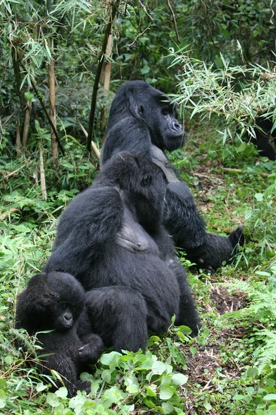 Wilder Gorilla Tier Ruanda Afrika Tropenwald — Stockfoto