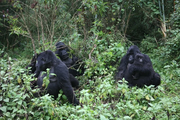 Gorille sauvage Rwanda Afrique Forêt tropicale — Photo