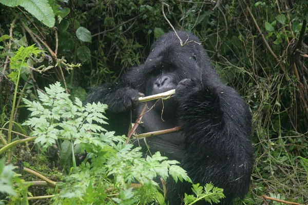 Gorila salvaje Rwanda Africa tropical Forest — Foto de Stock