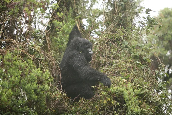 Wilder Gorilla Tier Ruanda Afrika Tropenwald — Stockfoto