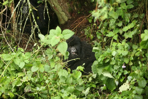 Gorila salvaje Rwanda Africa tropical Forest — Foto de Stock