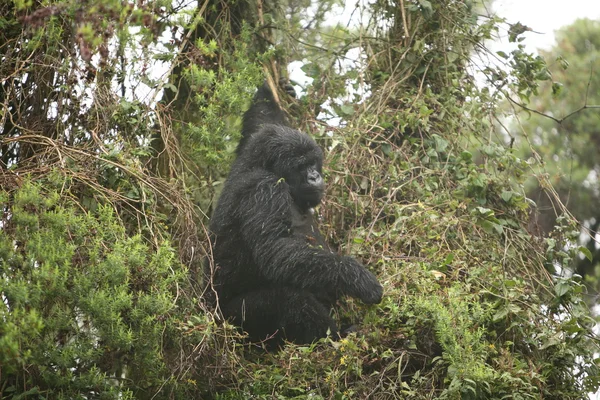 Dzikie zwierzę Gorilla lasów tropikalnych Afryki Rwanda — Zdjęcie stockowe