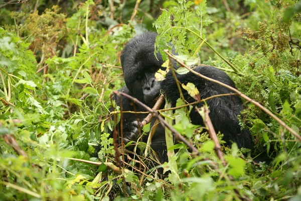 Gorilla selvatica animale Ruanda Africa foresta tropicale — Foto Stock