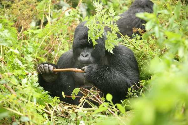 Gorila salvaje Rwanda Africa tropical Forest — Foto de Stock