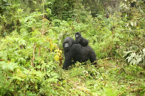 Gorila selvagem animal Ruanda África floresta tropical — Fotografia de Stock