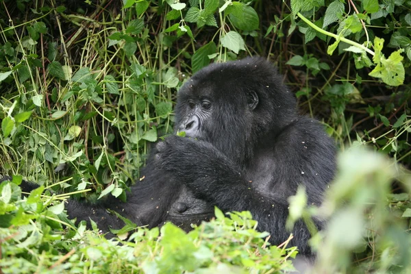 Wilder Gorilla Tier Ruanda Afrika Tropenwald — Stockfoto