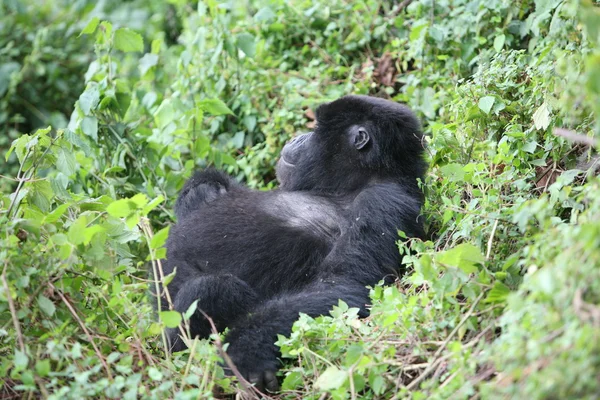 Gorilla selvatica animale Ruanda Africa foresta tropicale — Foto Stock