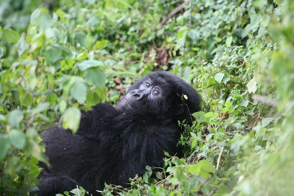 Gorila salvaje Rwanda Africa tropical Forest — Foto de Stock