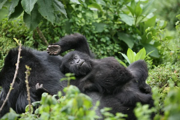 Wild Gorilla animal Rwanda Africa tropical Forest — Stock Photo, Image