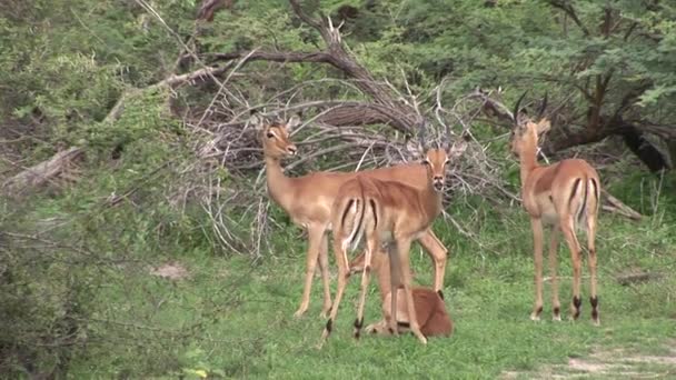 Antílope salvaje en la sabana africana de Botswana — Vídeo de stock