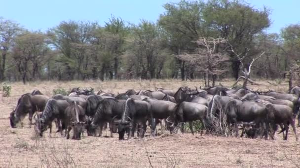 Wild Antelope in African Botswana savannah — Stock Video