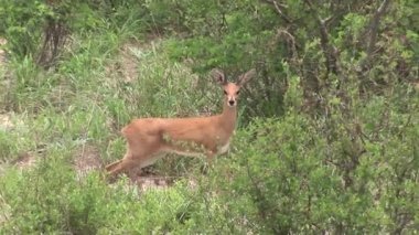 Afrika Botsvana Savannah vahşi antilop 