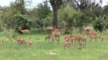 Afrika Botsvana Savannah vahşi antilop 