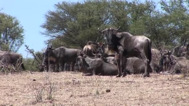 Antílope salvaje en la sabana africana de Botswana — Vídeos de Stock