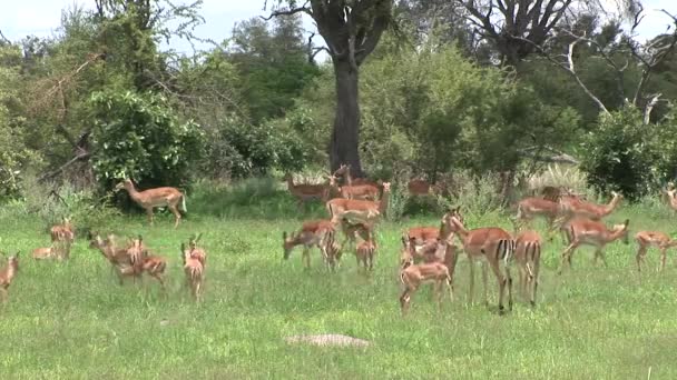 Wild Antelope in Botswana van de Afrikaanse savanne — Stockvideo