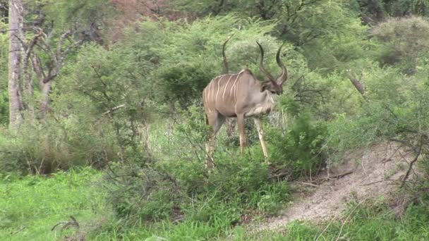 Antilope sauvage dans la savane africaine du Botswana  