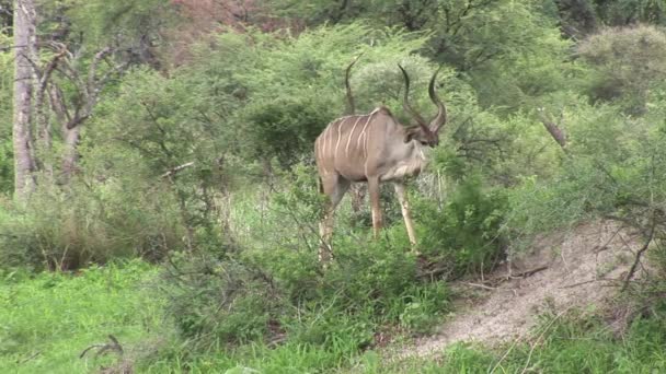 Antilope sauvage dans la savane africaine du Botswana — Video