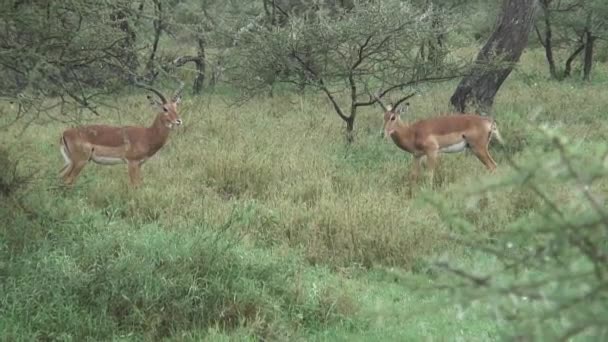 Vilda antilop i afrikanska Botswana savannah — Stockvideo