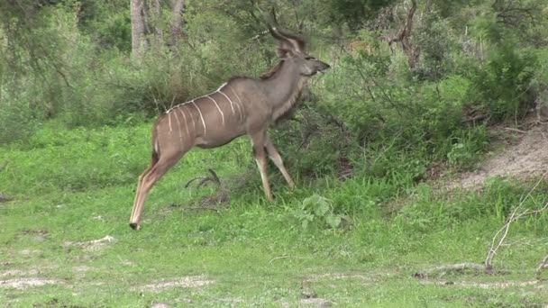 Antilope sauvage dans la savane africaine du Botswana — Video