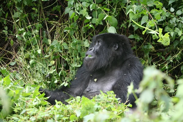 Dzikie zwierzę Gorilla lasów tropikalnych Afryki Rwanda — Zdjęcie stockowe