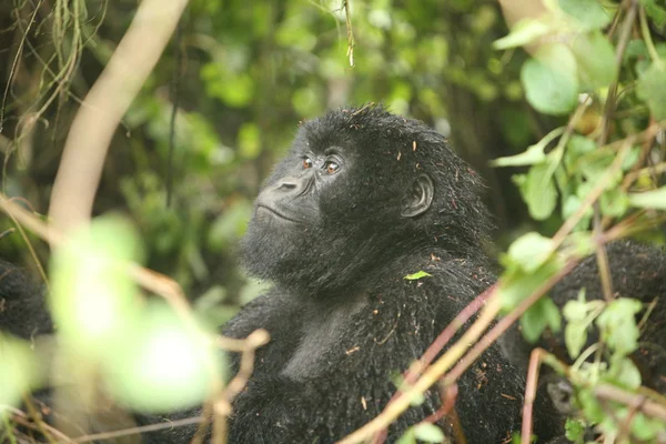 Gorille sauvage Rwanda Afrique Forêt tropicale — Photo
