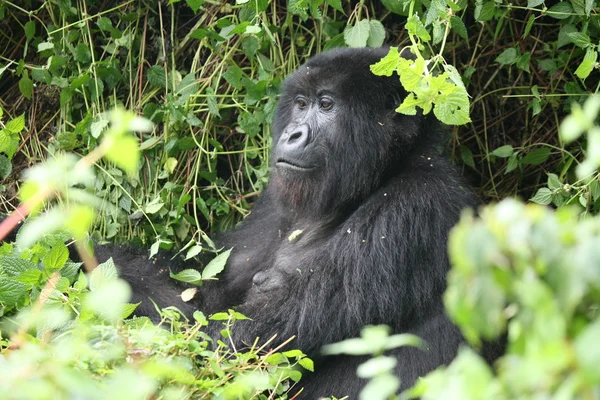 Дикие гориллы в тропических лесах Руанды — стоковое фото