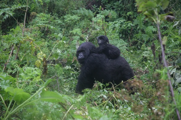 Gorille sauvage Rwanda Afrique Forêt tropicale — Photo