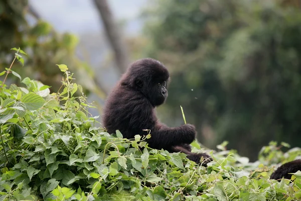 Dzikie zwierzę Gorilla lasów tropikalnych Afryki Rwanda — Zdjęcie stockowe