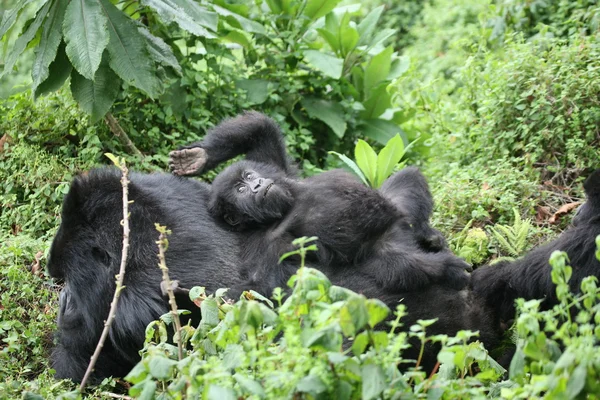 Gorila salvaje Rwanda Africa tropical Forest — Foto de Stock