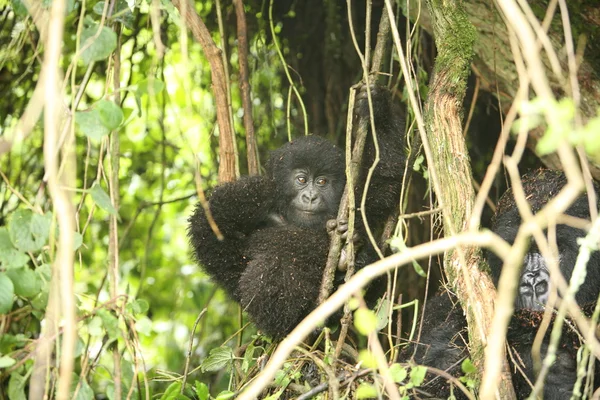 Wild Gorilla dier tropisch woud van Rwanda Afrika — Stockfoto