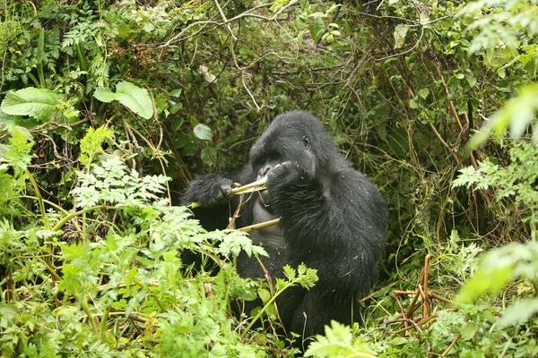 Gorille sauvage Rwanda Afrique Forêt tropicale — Photo