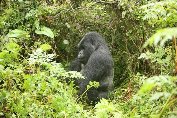 Wilder Gorilla Tier Ruanda Afrika Tropenwald — Stockfoto
