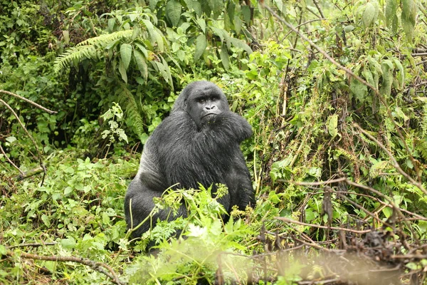 Gorille sauvage Rwanda Afrique Forêt tropicale — Photo