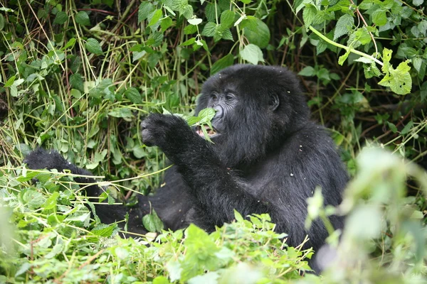 Gorila salvaje Rwanda Africa tropical Forest —  Fotos de Stock