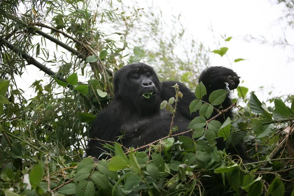 Wilder Gorilla Tier Ruanda Afrika Tropenwald — Stockfoto