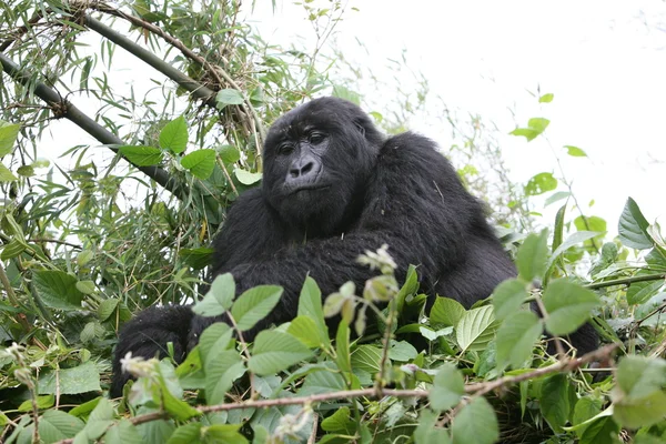 Wild Gorilla animal Rwanda Africa tropical Forest — Stock Photo, Image