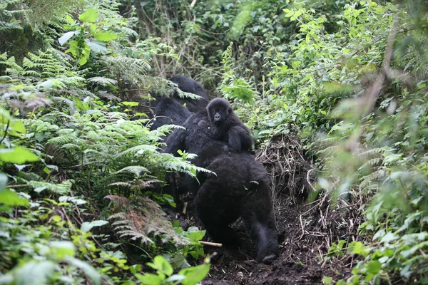 Gorille sauvage Rwanda Afrique Forêt tropicale — Photo