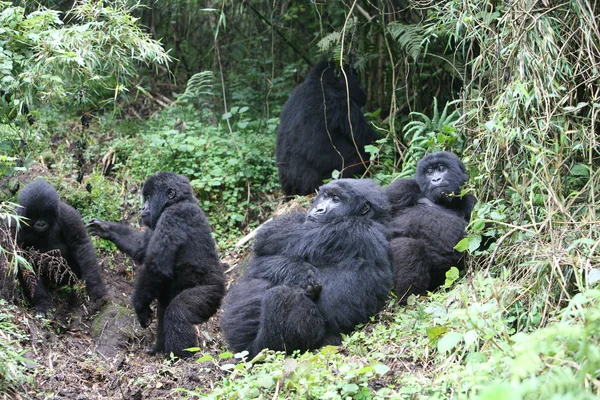 Gorila selvagem animal Ruanda África floresta tropical — Fotografia de Stock