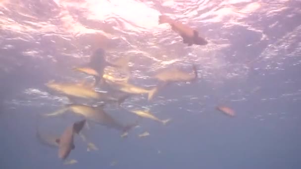 Vaarallinen hai vedenalainen video Kuuba Karibian meri — kuvapankkivideo