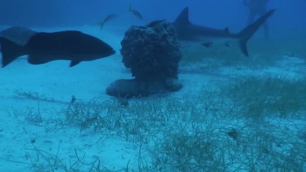 Farliga Shark Underwater Video Kuba Karibiska havet — Stockvideo