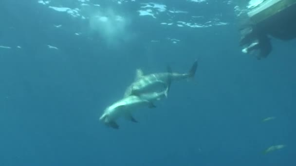 Requin dangereux Vidéo sous-marine Cuba Mer des Caraïbes — Video