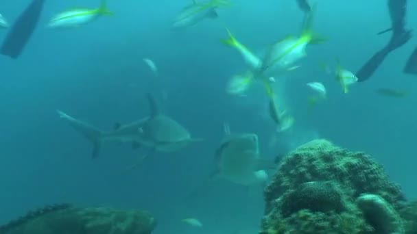 Farliga Shark Underwater Video Kuba Karibiska havet — Stockvideo